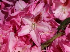 Rhododendron 'Furnivall's Daughter' 15 Rhododendron 'Furnivall's Daughter' -Günstiges Erd Seele Geschäft rhododendron furnivalls daughter m002328 w 1