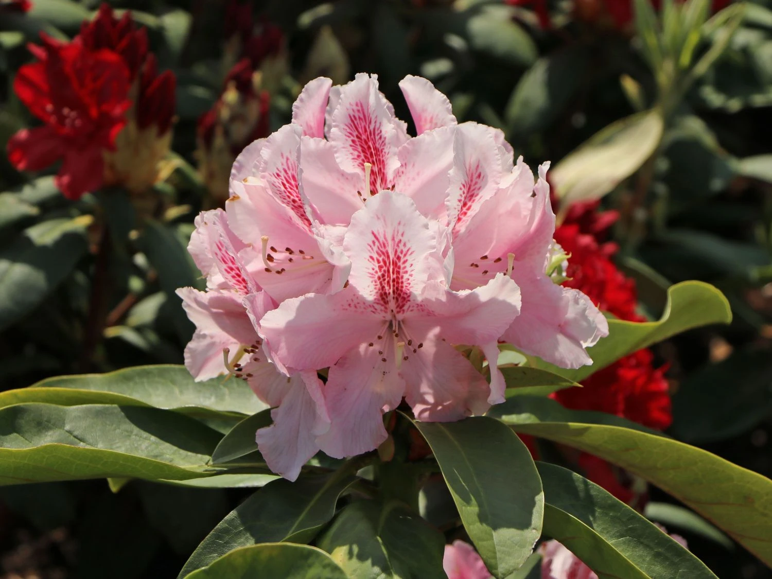 Rhododendron 'Furnivall's Daughter' 7 Rhododendron 'Furnivall's Daughter' – Bild 5