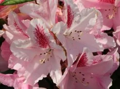 Rhododendron 'Furnivall's Daughter' 11 Rhododendron 'Furnivall's Daughter' -Günstiges Erd Seele Geschäft rhododendron furnivalls daughter m002328 w 3