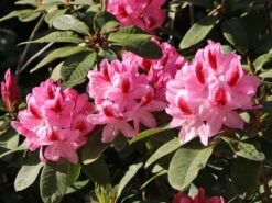 Rhododendron 'Furnivall's Daughter' 14 Rhododendron 'Furnivall's Daughter' -Günstiges Erd Seele Geschäft rhododendron furnivalls daughter m002328 w 4