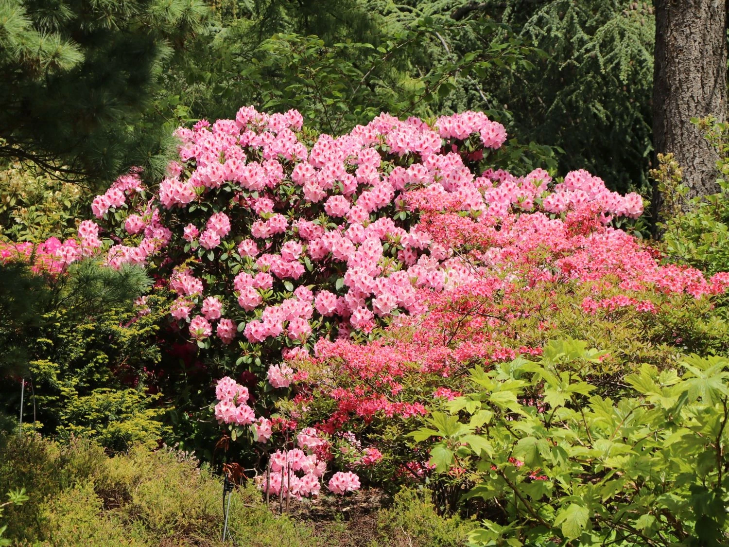Rhododendron 'Furnivall's Daughter' 4 Rhododendron 'Furnivall's Daughter' – Bild 2