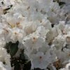 Rhododendron 'Gartendirektor Rieger' -Günstiges Erd Seele Geschäft rhododendron gartendirektor rieger m004262 h 0