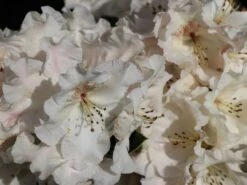 Rhododendron 'Gartendirektor Rieger' -Günstiges Erd Seele Geschäft rhododendron gartendirektor rieger m004262 w 0