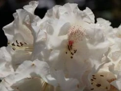 Rhododendron 'Gartendirektor Rieger' -Günstiges Erd Seele Geschäft rhododendron gartendirektor rieger m004262 w 2