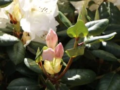 Rhododendron 'Gartendirektor Rieger' -Günstiges Erd Seele Geschäft rhododendron gartendirektor rieger m004262 w 4