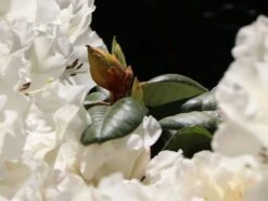 Rhododendron 'Gartendirektor Rieger' -Günstiges Erd Seele Geschäft rhododendron gartendirektor rieger m004262 w 5