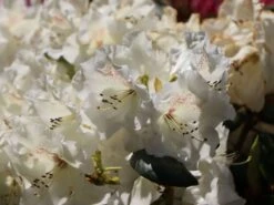 Rhododendron 'Gartendirektor Rieger' -Günstiges Erd Seele Geschäft rhododendron gartendirektor rieger m004262 w 6