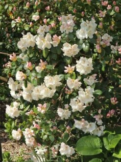 Rhododendron 'Gartendirektor Rieger' -Günstiges Erd Seele Geschäft rhododendron gartendirektor rieger m004262 w 9