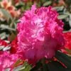 Rhododendron 'Germania'