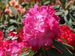Rhododendron 'Germania'