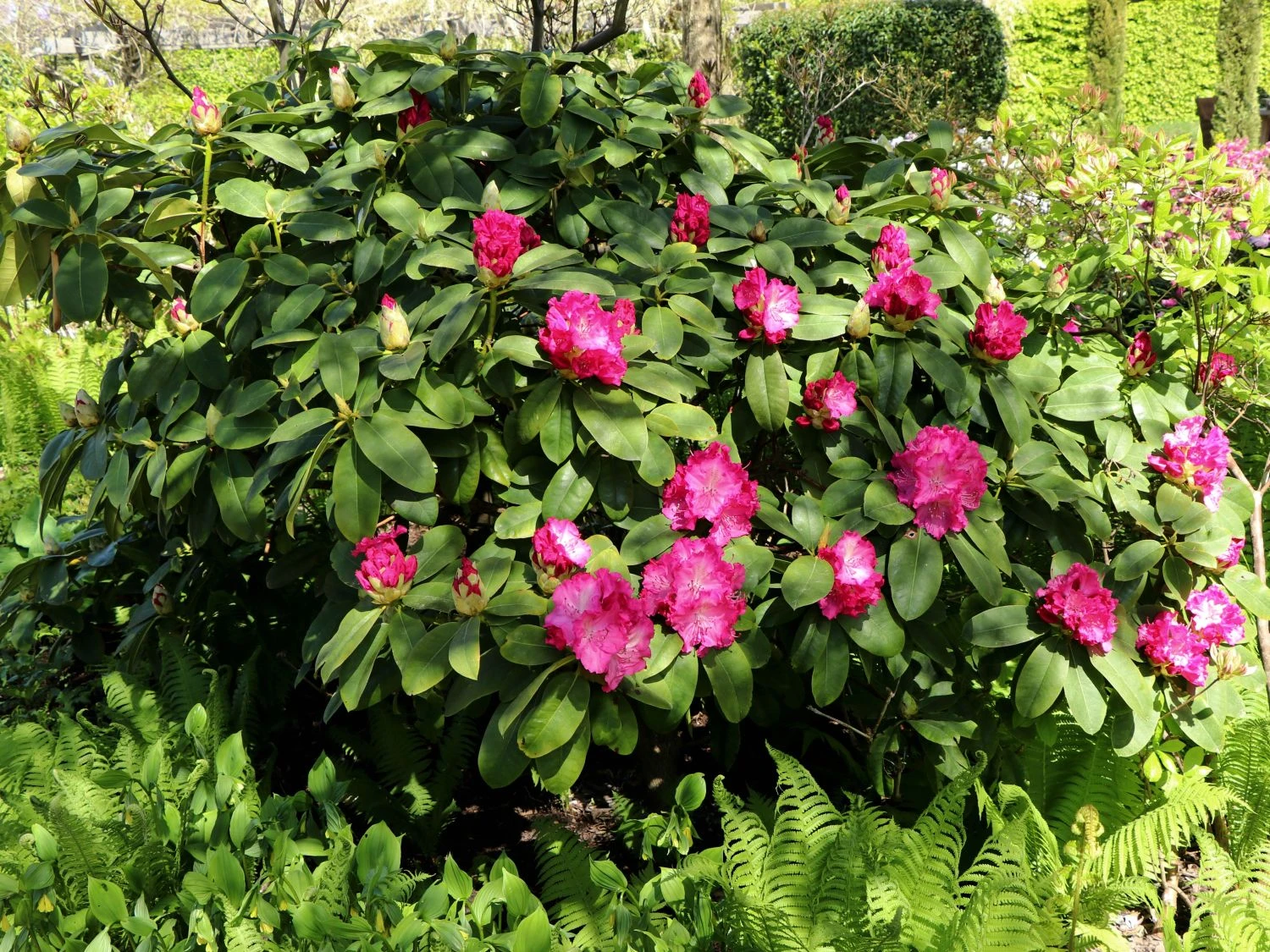 Rhododendron 'Germania' 9 Rhododendron 'Germania' – Bild 7