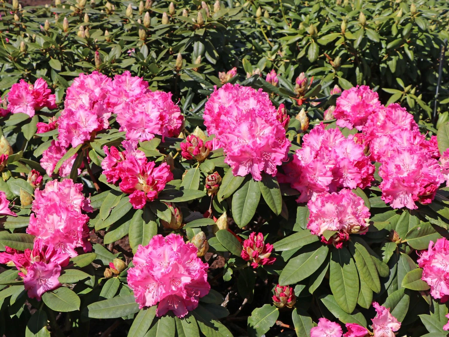 Rhododendron 'Germania' 8 Rhododendron 'Germania' – Bild 6