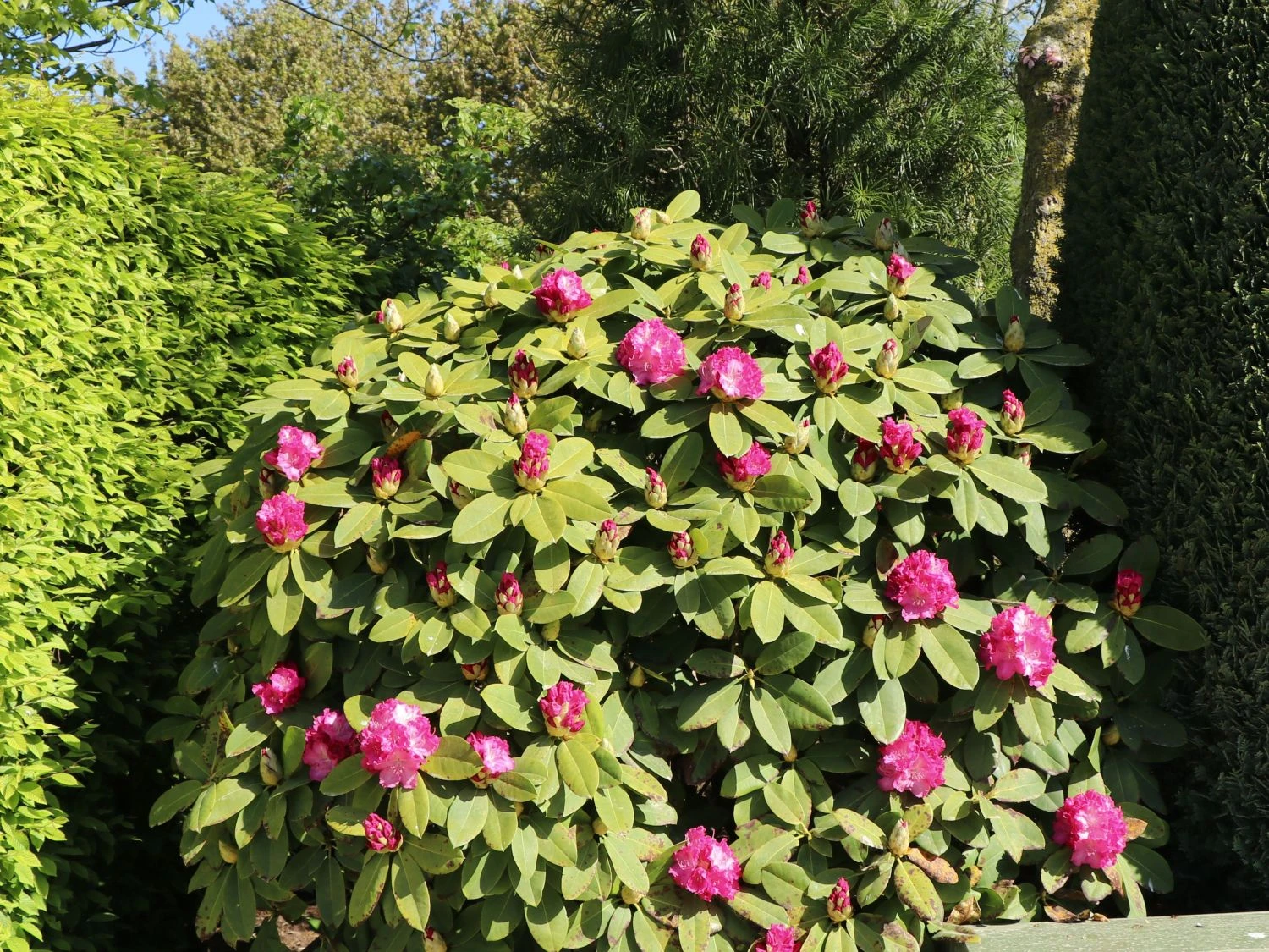 Rhododendron 'Germania' 4 Rhododendron 'Germania' – Bild 2