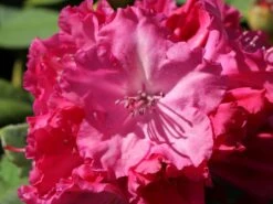 Rhododendron 'Germania' 17 Rhododendron 'Germania' -Günstiges Erd Seele Geschäft rhododendron germania m003696 w 3