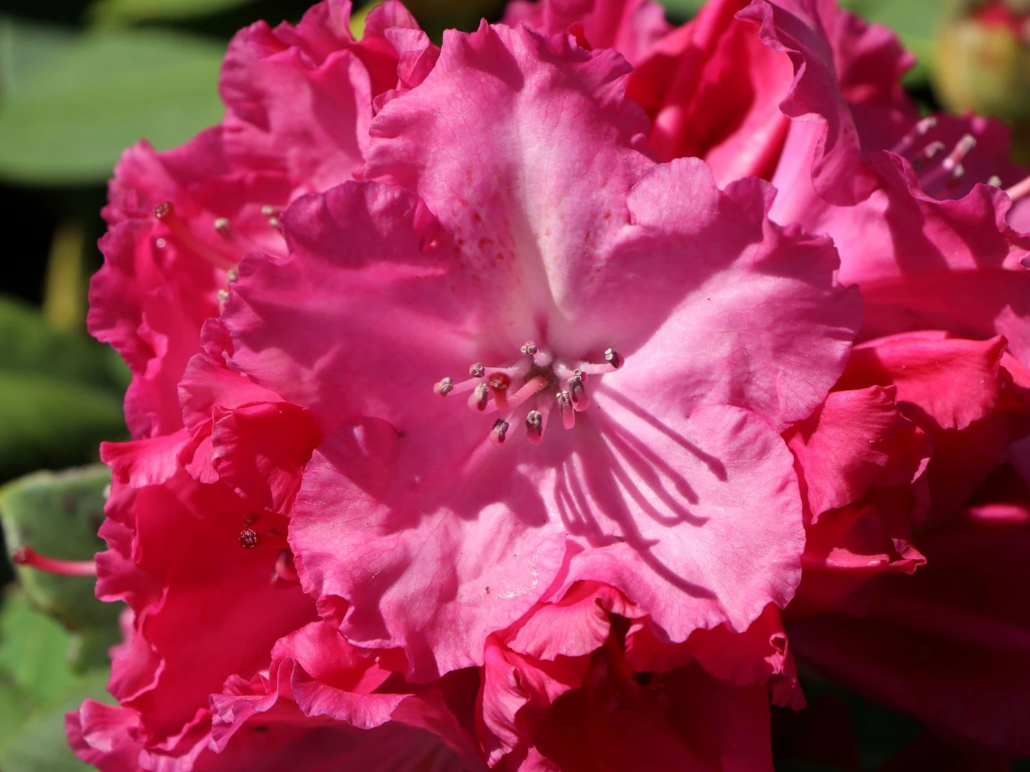 Rhododendron 'Germania' 6 Rhododendron 'Germania' – Bild 4