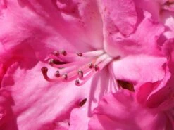 Rhododendron 'Germania' 21 Rhododendron 'Germania' -Günstiges Erd Seele Geschäft rhododendron germania m003696 w 5