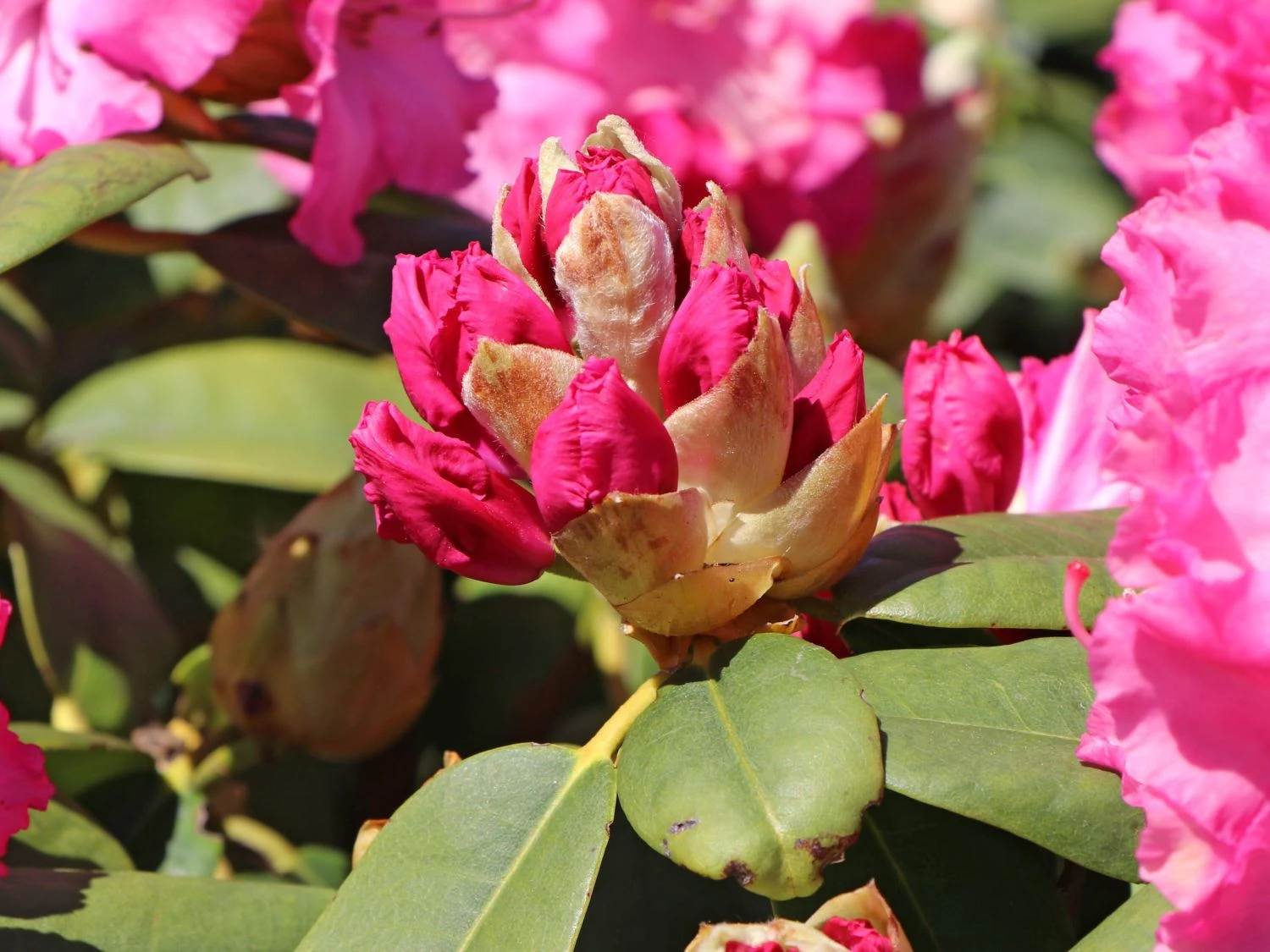 Rhododendron 'Germania' 12 Rhododendron 'Germania' – Bild 10