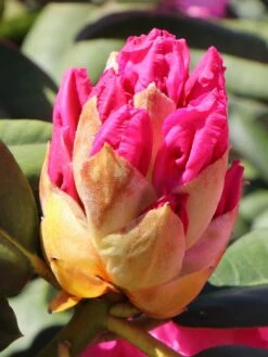 Rhododendron 'Germania' 22 Rhododendron 'Germania' -Günstiges Erd Seele Geschäft rhododendron germania m003696 w 7