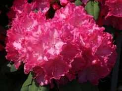 Rhododendron 'Germania' 24 Rhododendron 'Germania' -Günstiges Erd Seele Geschäft rhododendron germania m003696 w 8
