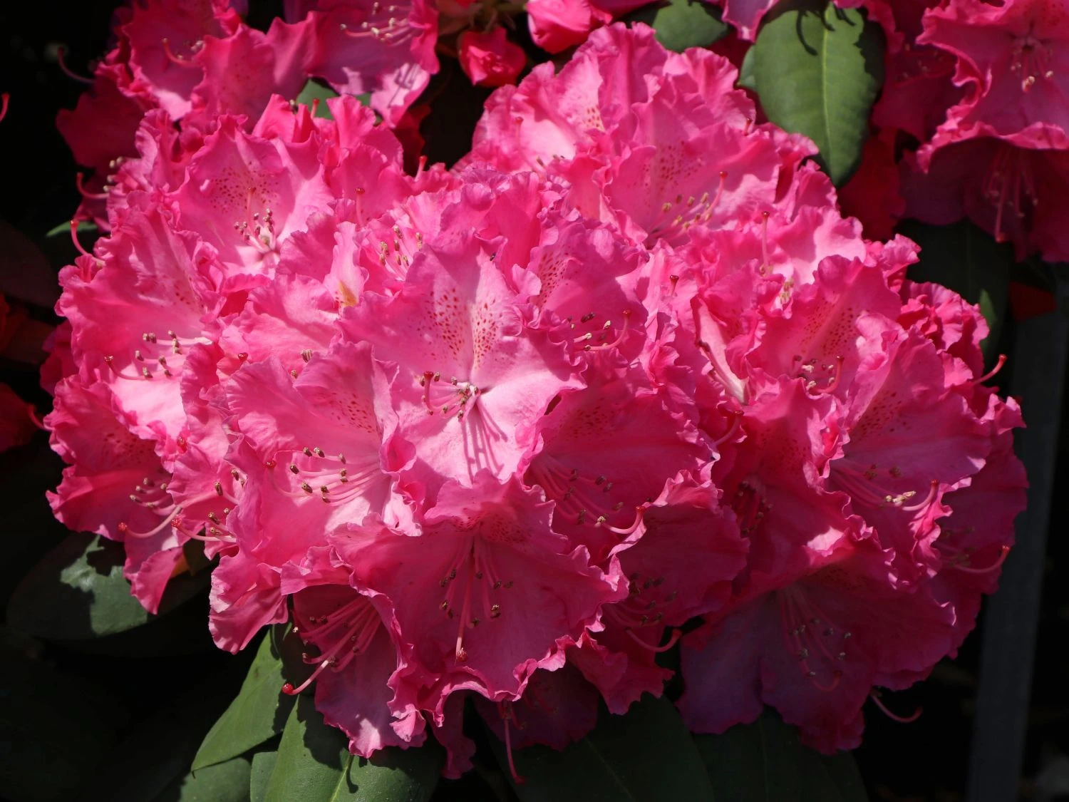 Rhododendron 'Germania' 13 Rhododendron 'Germania' – Bild 11