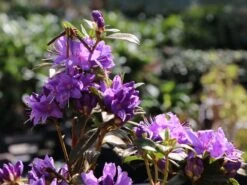 Rhododendron 'Gletschernacht' -Günstiges Erd Seele Geschäft rhododendron gletschernacht m002392 w 0