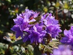 Rhododendron 'Gletschernacht' -Günstiges Erd Seele Geschäft rhododendron gletschernacht m002392 w 2