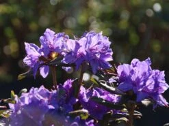 Rhododendron 'Gletschernacht' -Günstiges Erd Seele Geschäft rhododendron gletschernacht m002392 w 3