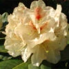 Rhododendron 'Goldbukett'