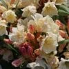 Rhododendron 'Golden Melodie' -Günstiges Erd Seele Geschäft rhododendron golden melodie m003970 h 0