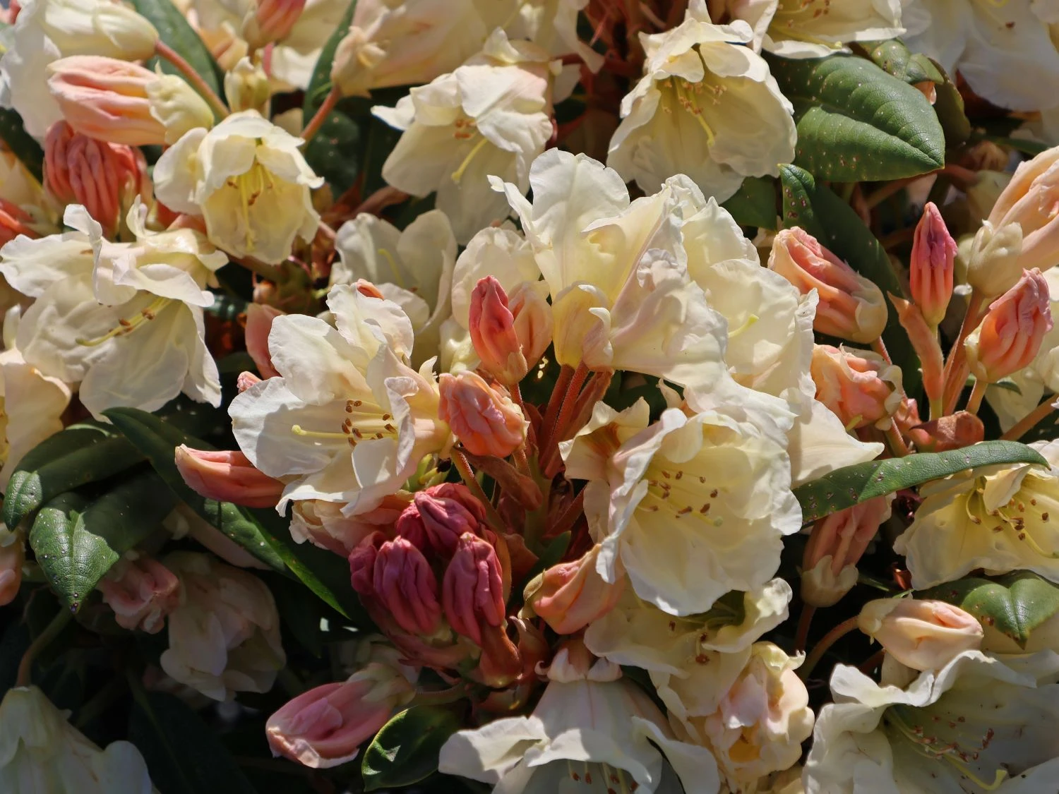 Rhododendron 'Golden Melodie' 3 Rhododendron 'Golden Melodie'