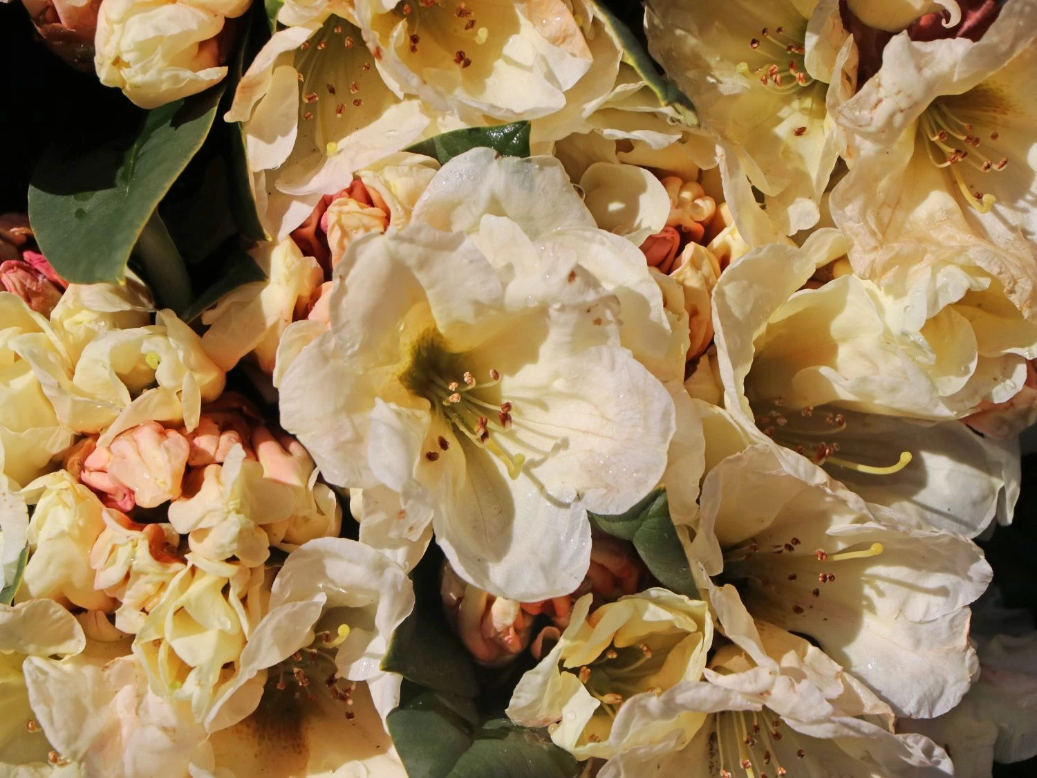 Rhododendron 'Golden Melodie' 7 Rhododendron 'Golden Melodie' – Bild 5