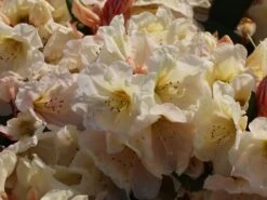 Rhododendron 'Golden Melodie' 14 Rhododendron 'Golden Melodie' -Günstiges Erd Seele Geschäft rhododendron golden melodie m003970 w 2