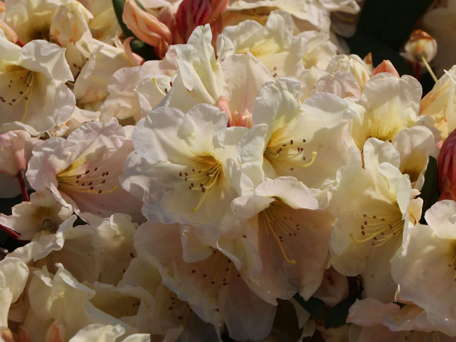 Rhododendron 'Golden Melodie' 6 Rhododendron 'Golden Melodie' – Bild 4