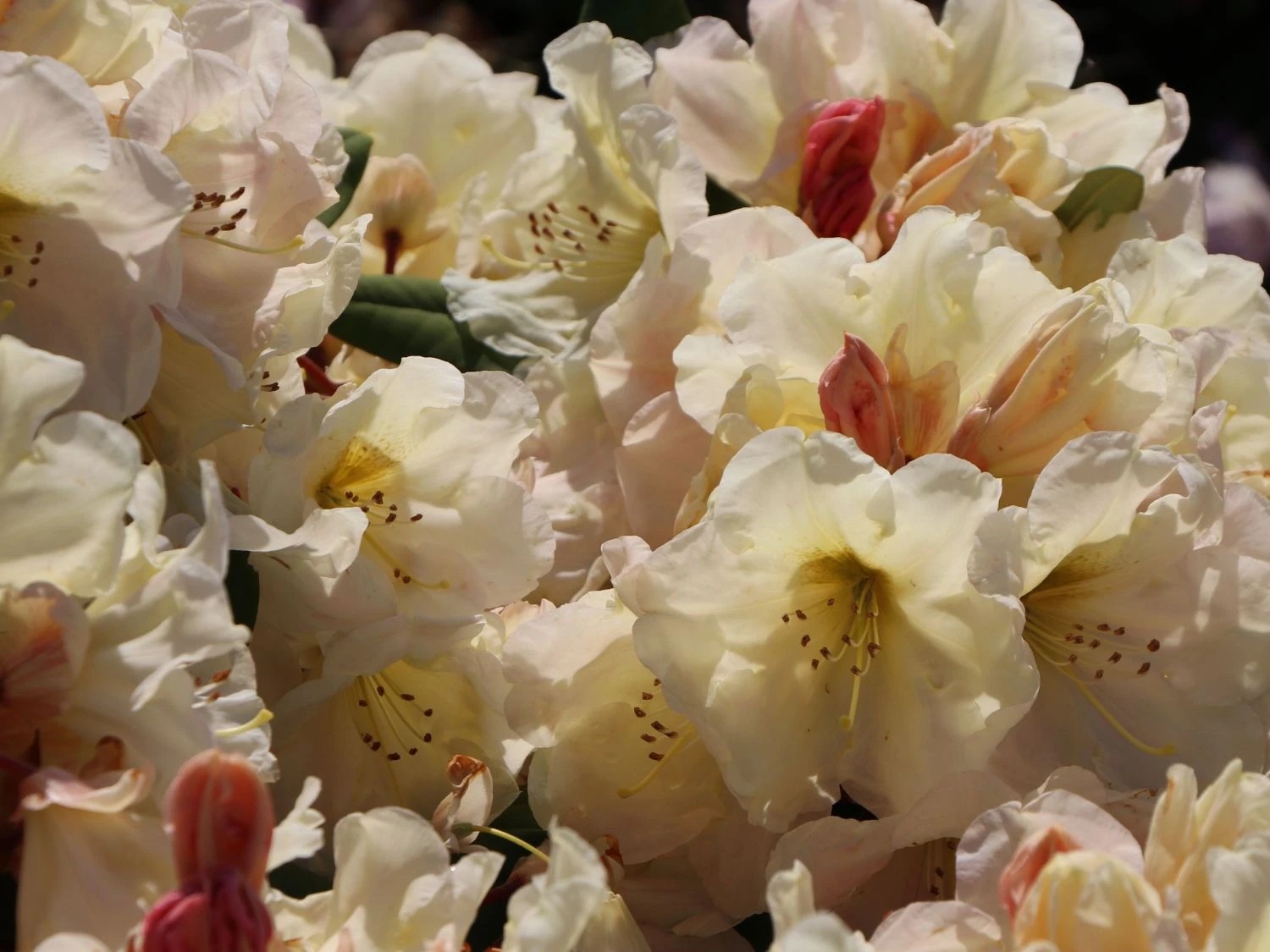 Rhododendron 'Golden Melodie' 9 Rhododendron 'Golden Melodie' – Bild 7