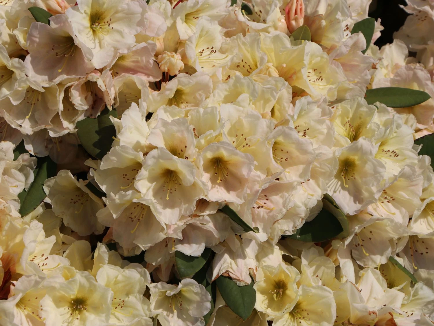 Rhododendron 'Golden Melodie' 8 Rhododendron 'Golden Melodie' – Bild 6