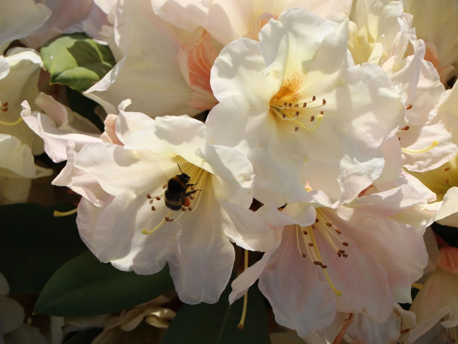 Rhododendron 'Golden Melodie' 10 Rhododendron 'Golden Melodie' – Bild 8