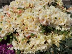 Rhododendron 'Golden Melodie' 13 Rhododendron 'Golden Melodie' -Günstiges Erd Seele Geschäft rhododendron golden melodie m003970 w 6