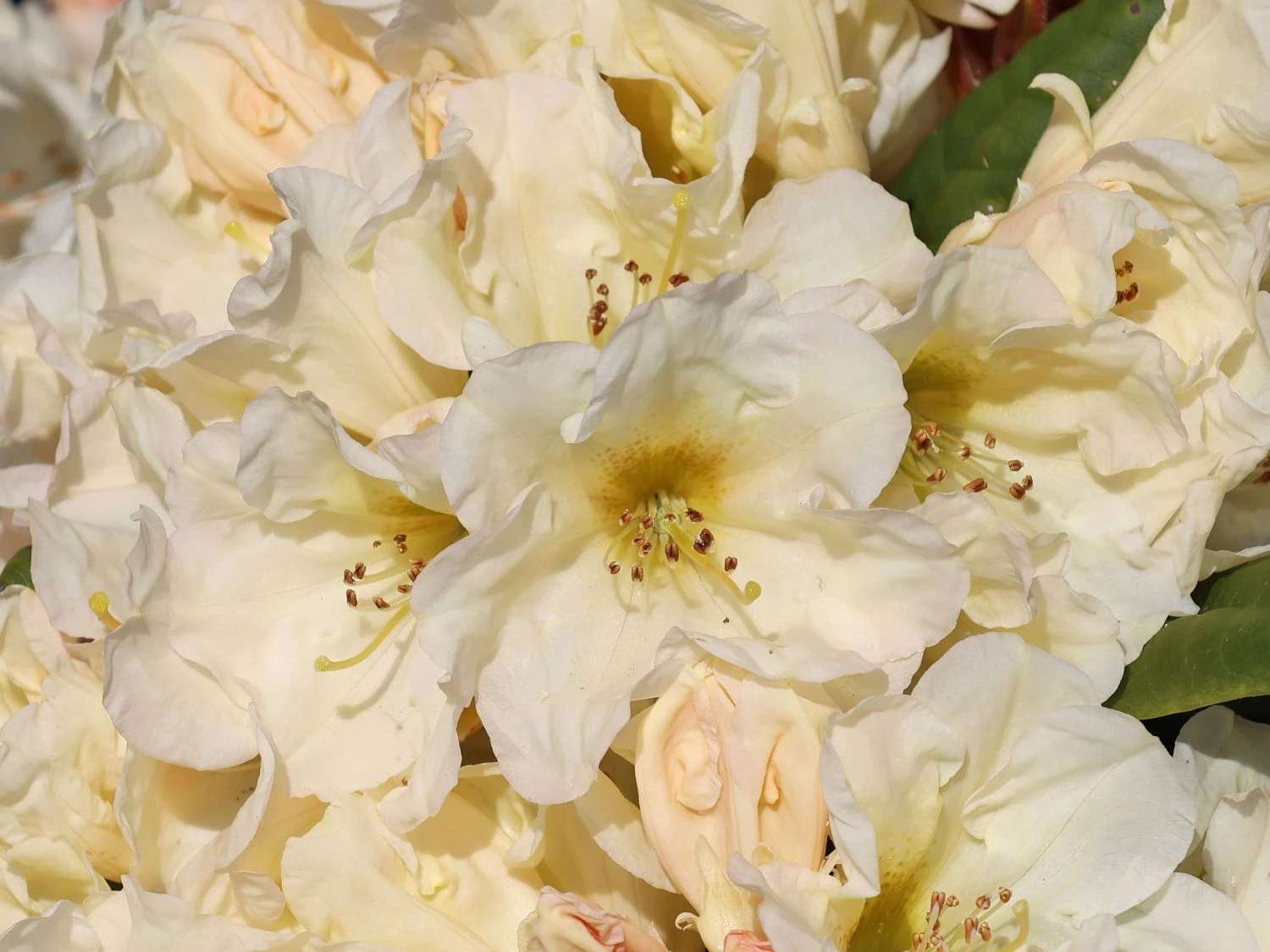 Rhododendron 'Golden Melodie' 4 Rhododendron 'Golden Melodie' – Bild 2