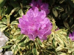 Rhododendron 'Goldflimmer'