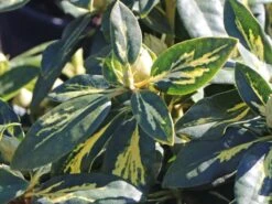 Rhododendron 'Goldflimmer' -Günstiges Erd Seele Geschäft rhododendron goldflimmer m006876 w 2