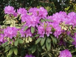 Rhododendron 'Goldflimmer' -Günstiges Erd Seele Geschäft rhododendron goldflimmer m006876 w 3