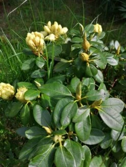 Rhododendron 'Goldkrone' -Günstiges Erd Seele Geschäft rhododendron goldkrone m003704 500570 0