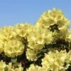 Rhododendron 'Goldkrone' -Günstiges Erd Seele Geschäft rhododendron goldkrone m003704 h 0