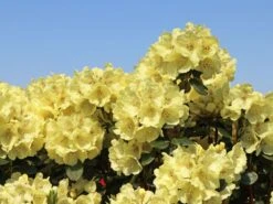 Rhododendron 'Goldkrone'