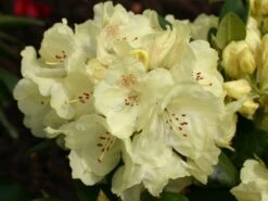 Rhododendron 'Goldkrone' -Günstiges Erd Seele Geschäft rhododendron goldkrone m003704 w 1