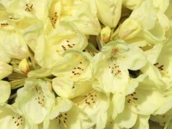 Rhododendron 'Goldkrone' -Günstiges Erd Seele Geschäft rhododendron goldkrone m003704 w 4