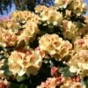 Rhododendron 'Goldprinz' -Günstiges Erd Seele Geschäft rhododendron goldprinz goldschatz s m003972 h 0