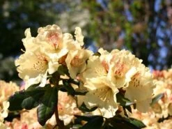 Rhododendron 'Goldprinz' -Günstiges Erd Seele Geschäft rhododendron goldprinz goldschatz s m003972 w 0