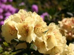 Rhododendron 'Goldprinz' -Günstiges Erd Seele Geschäft rhododendron goldprinz goldschatz s m003972 w 1