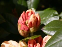 Rhododendron 'Goldprinz' -Günstiges Erd Seele Geschäft rhododendron goldprinz goldschatz s m003972 w 2